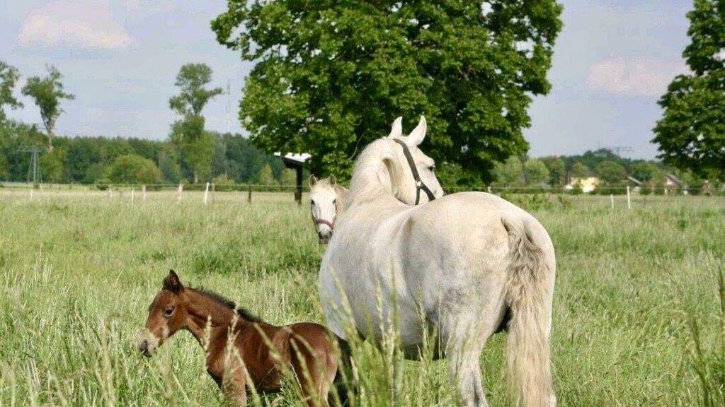 Reiterhof zum Kauf 1.849.999 € 49.000 m² Grundstück Velten 16727