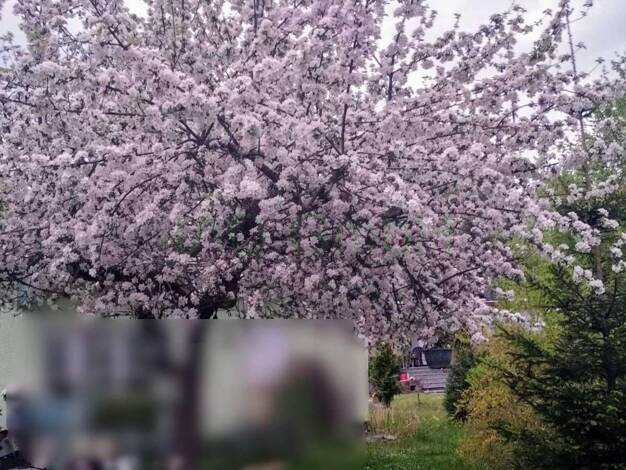 Grundstück zum Kauf 49.000 € 500 m² Grundstück Seifhennersdorf 02782