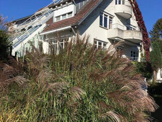 Einfamilienhaus zur Miete 6 Zimmer 350 m² 1.100 m² Grundstück Litzelstetten Konstanz 78465