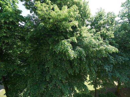 Maisonette zum Kauf 2.200.000 € 6 Zimmer 253 m² 4. Geschoss Westend-Süd Frankfurt am Main 60323