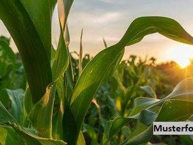 Land-/Forstwirtschaft zum Kauf 270.000 € 95.310 m² Grundstück Sorgensen Burgdorf 31303