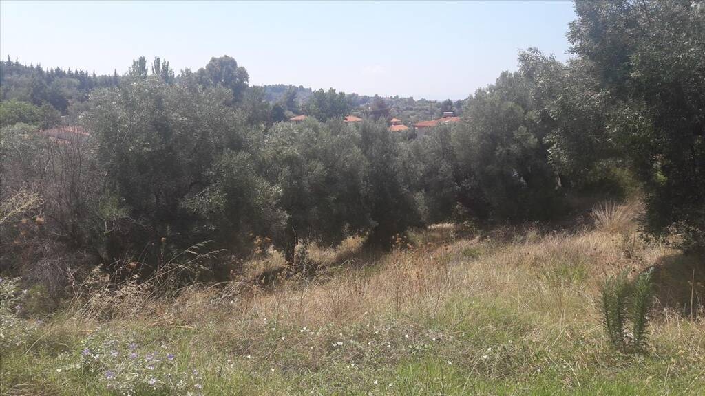 Land-/Forstwirtschaft zum Kauf 130.000 € 6.662 m² Grundstück Chalkidiki