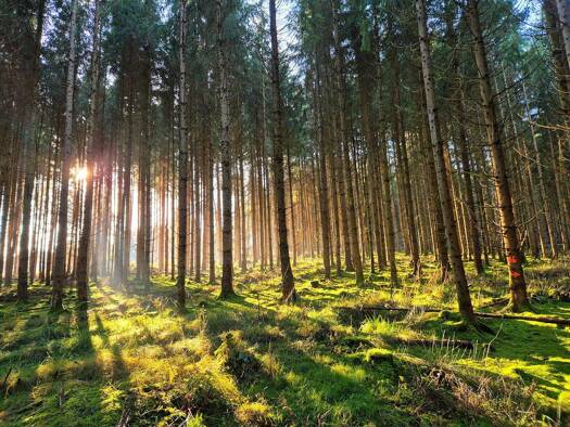 Grundstück zum Kauf als Kapitalanlage geeignet 429.000 € 123.084 m² Grundstück Olgishofen Kirchhaslach 87755