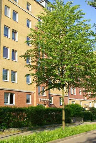 Wohnung zur Miete 700 € 4 Zimmer 100,9 m²<br/>Wohnfläche ab sofort<br/>Verfügbarkeit Emilienstraße Schloßchemnitz 020 Chemnitz 09113