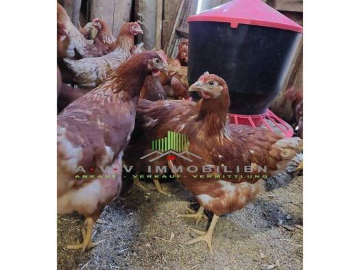 Bauernhaus zur Miete 1.000 € 1 Zimmer 100 m² Ostrhauderfehn 26842