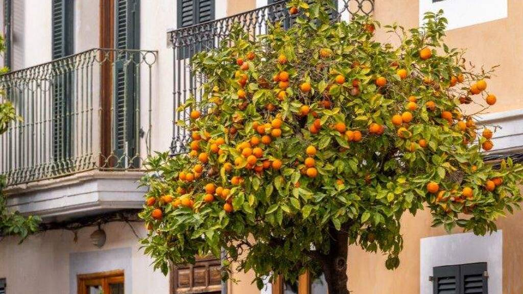 Grundstück zum Kauf 690.000 € 408 m² Grundstück Santanyí 07650