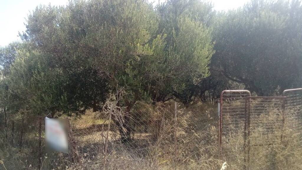 Land-/Forstwirtschaft zum Kauf 150.000 € 2.500 m² Grundstück Kreta