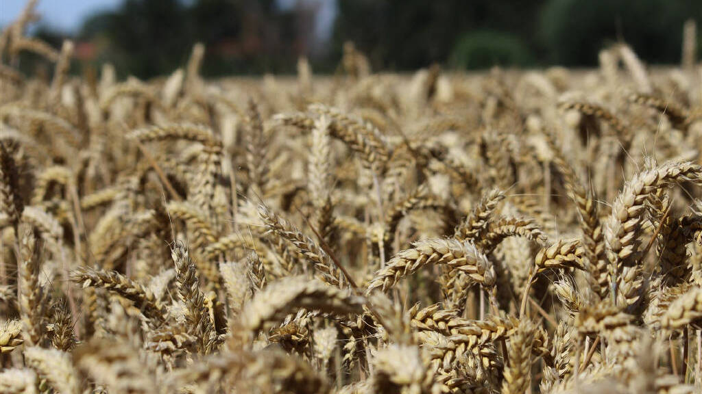 Land-/Forstwirtschaft zum Kauf 80.730 € 13.455 m² Grundstück Niedermehnen Stemwede - Niedermehnen 32351