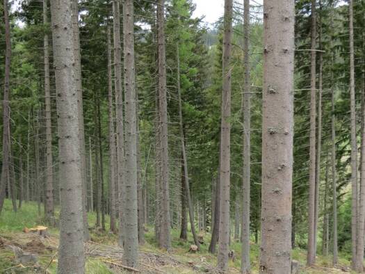 Land-/Forstwirtschaft zum Kauf 80.000 m² Grundstück Knittelfeld 8733