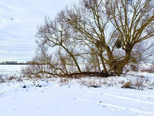 Grundstück zum Kauf 150.000 € 2.193 m² Grundstück Lindenberg Ahrensfelde / Lindenberg 16356