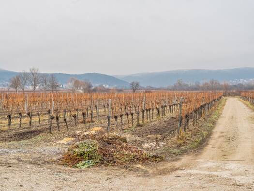 Grundstück zum Kauf 850.000 € 1.200 m² Grundstück Sooß 2504