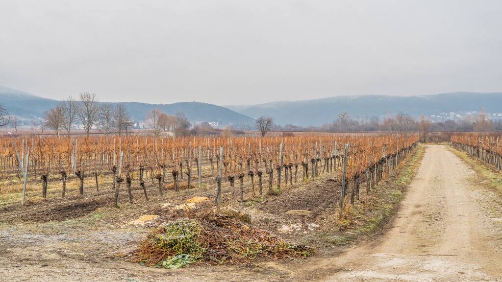 Grundstück zum Kauf 850.000 € 1.200 m² Grundstück Sooß 2504