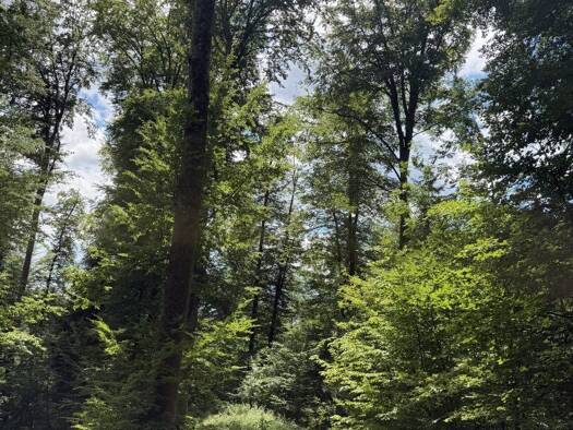 Land-/Forstwirtschaft zum Kauf 92.720 m² Grundstück Sankt Ruprecht an der Raab 8181
