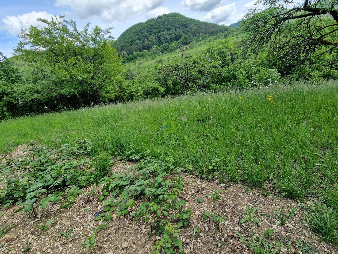 Land-/Forstwirtschaft zum Kauf - Ansicht 3
