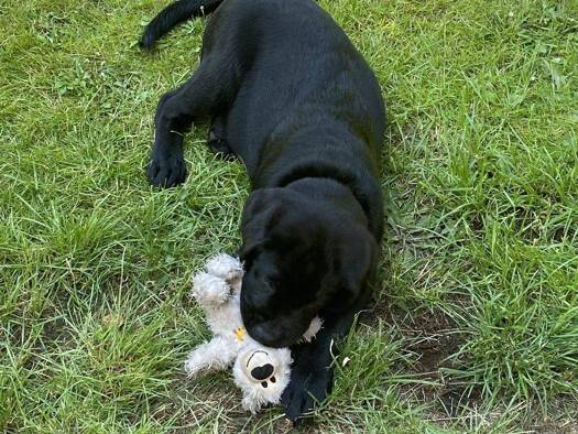 Einfamilienhaus zum Kauf provisionsfrei 459.699 € 5 Zimmer 154 m² 867 m² Grundstück Hohenstein-Ernstthal 09337