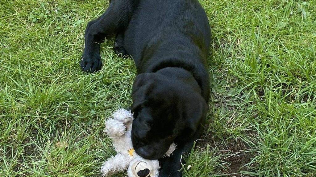 Einfamilienhaus zum Kauf provisionsfrei 459.699 € 5 Zimmer 154 m² 867 m² Grundstück Hohenstein-Ernstthal 09337