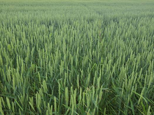 Land-/Forstwirtschaft zum Kauf 13,50 € 30.000 m² Grundstück Voglarn Fürstenzell 94081