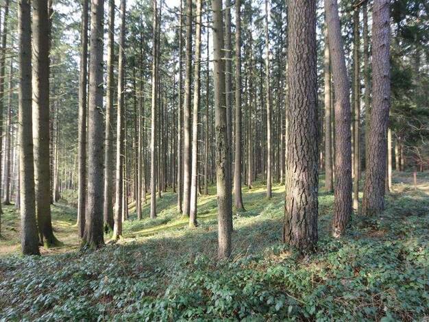Grundstück zum Kauf 115.000 € 12.863 m² Grundstück Daibersdorf Gottfrieding 84177