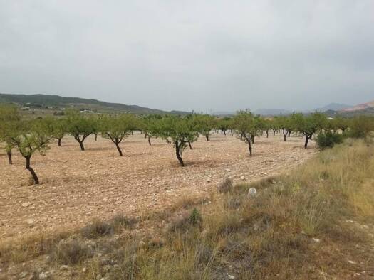 Acker-/Waldstück zum Kauf 50.000 € Orihuela 03189