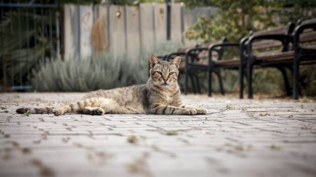 Einfamilienhaus zum Kauf 250.000 € 2 Zimmer 210 m² 400 m² Grundstück Grecia, Tacares 20305