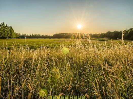 Grundstück zum Kauf 380.000 € 472 m² Grundstück Schlatt Bad Krozingen 79189