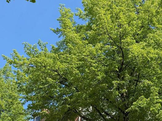 Wohnung zur Miete 1.150 € 1,5 Zimmer 31 m² Geschoss 3/4 frei ab sofort Eimsbüttel Hamburg 20255