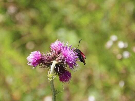 Grundstück zum Kauf 150.000 € 15.000 m² Grundstück Marinella di Selinunte 91022