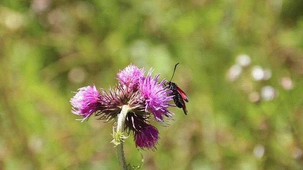 Grundstück zum Kauf 150.000 € 15.000 m² Grundstück Marinella di Selinunte 91022