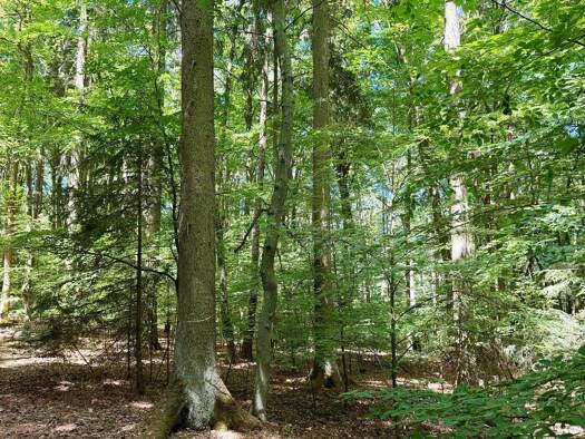 Land-/Forstwirtschaft zum Kauf 140.000 € 20.000 m² Grundstück Kelheim Kelheim 93309