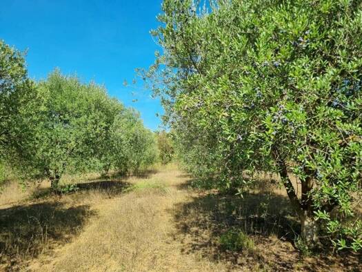 Acker-/Waldstück zum Kauf 32.000 € Ginestar 43748
