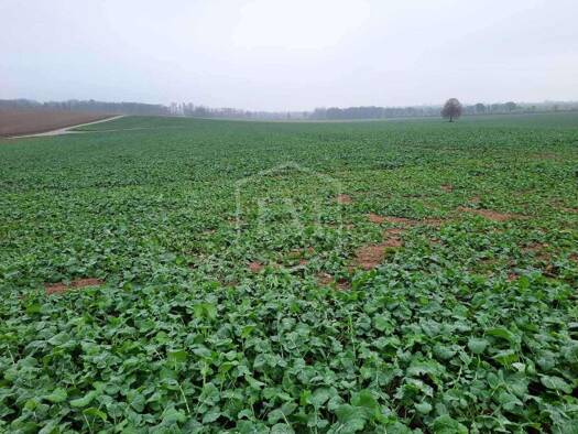 Landwirtschaftliche Fläche zum Kauf 252.000 € 25.149 m² Grundstück Zülpich 53909