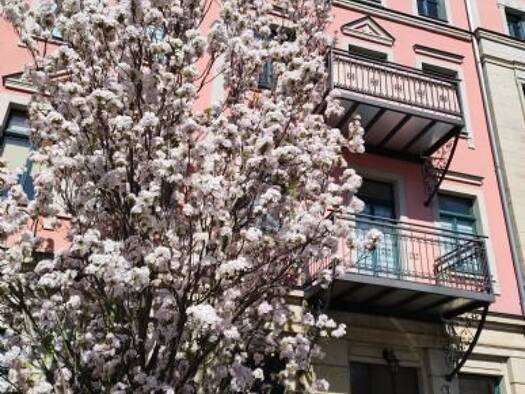 Wohnung zur Miete 329 € 2 Zimmer 33,5 m² 1. Geschoss frei ab 01.02.2026 Plauen Dresden 01187