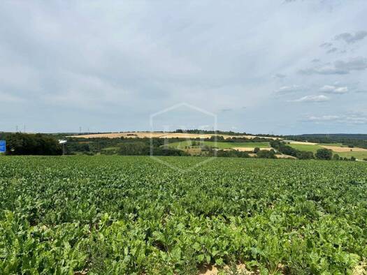 Land-/Forstwirtschaft zum Kauf 1.350.000 € 276.632 m² Grundstück Ringen Grafschaft 53501