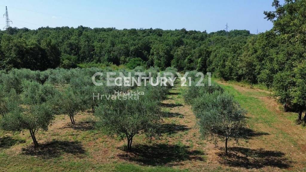 Land-/Forstwirtschaft zum Kauf 135.000 € Brtonigla