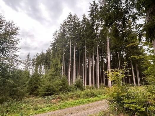 Forstwirtschaft zum Kauf 60.000 € 12.300 m² Grundstück Muttensweiler Ingoldingen 88456