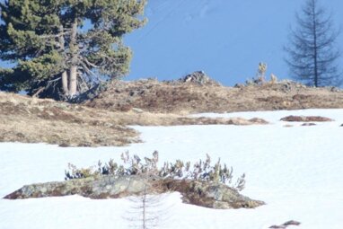 Forstwirtschaft zum Kauf Spittal an der Drau 9800