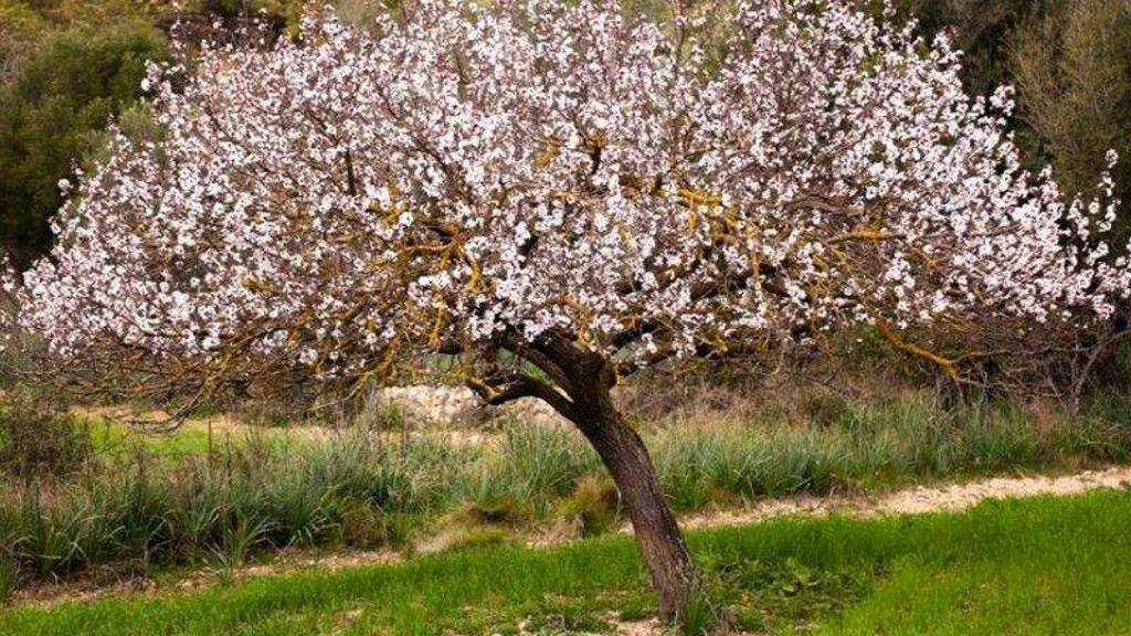 Grundstück zum Kauf 199.000 € 15.000 m² Grundstück Llucmajor 07620