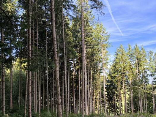 Grundstück zum Kauf provisionsfrei 465.000 € 56.644 m² Grundstück frei ab sofort Gremertshausen Kranzberg 85402