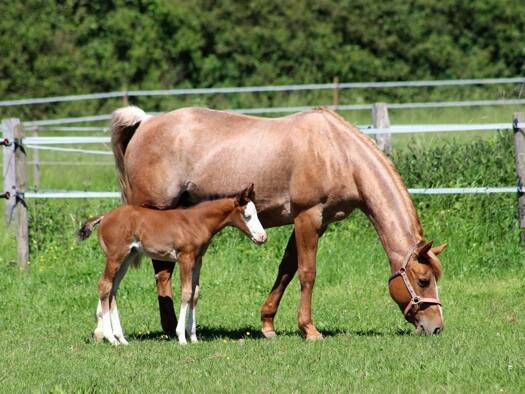 Land-/Forstwirtschaft zum Kauf 1.500.000 € Industriegebiet Koblenz am Rhein 56070