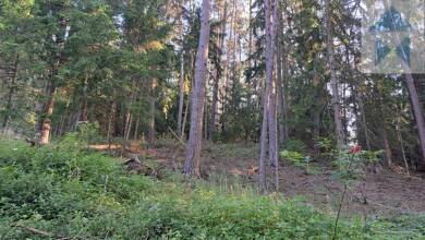 Land-/Forstwirtschaft zum Kauf 11.000 m² Grundstück Gilnhof Schorndorf 93489
