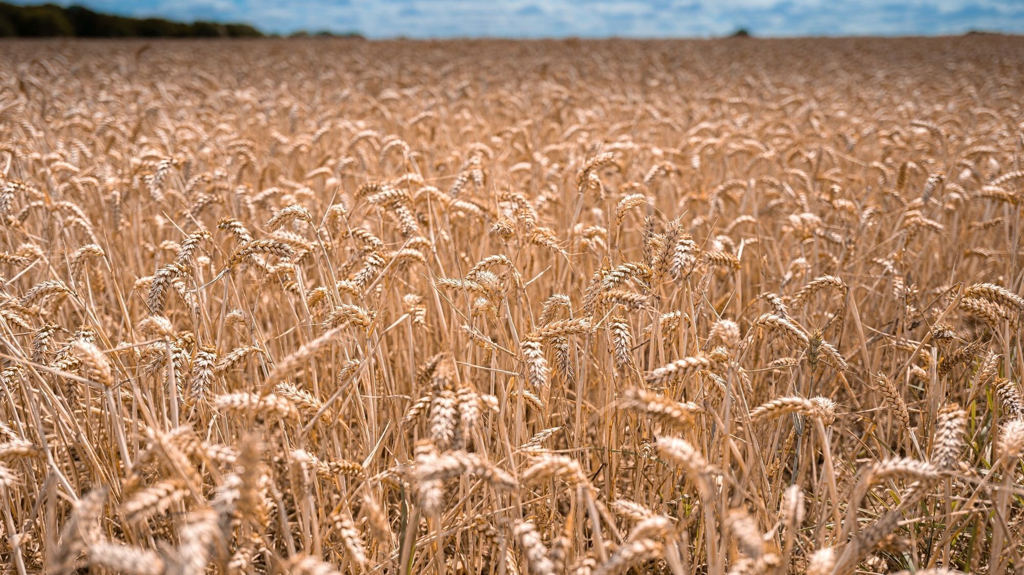 Landwirtschaftliche Fläche zum Kauf 26.180 m²<br/>Grundstück Mauern Mauern 85419