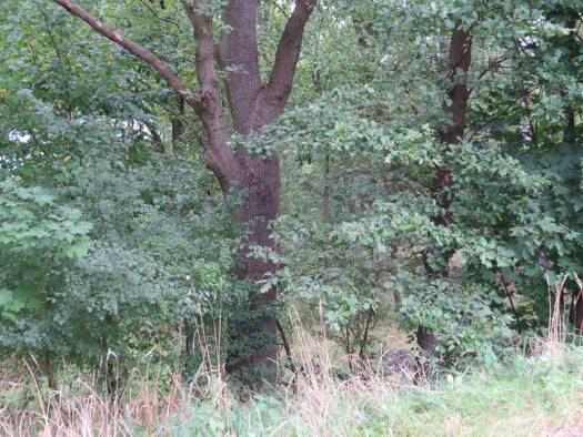 Grundstück zum Kauf als Kapitalanlage geeignet 35.500 € 1 Zimmer 14.066 m² Grundstück Schaafhausen Dannenberg 29451