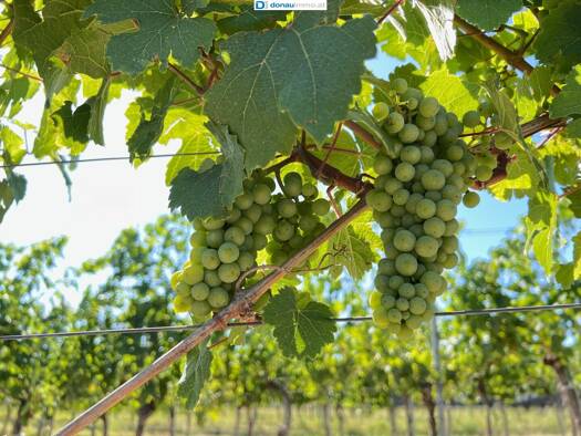 Weingut zum Kauf 250.000 € 42.501 m² Grundstück Grafenegg 3492