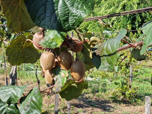 Grundstück zum Kauf 21.500 € 3.200 m² Grundstück Szentgyörgyvár 8393