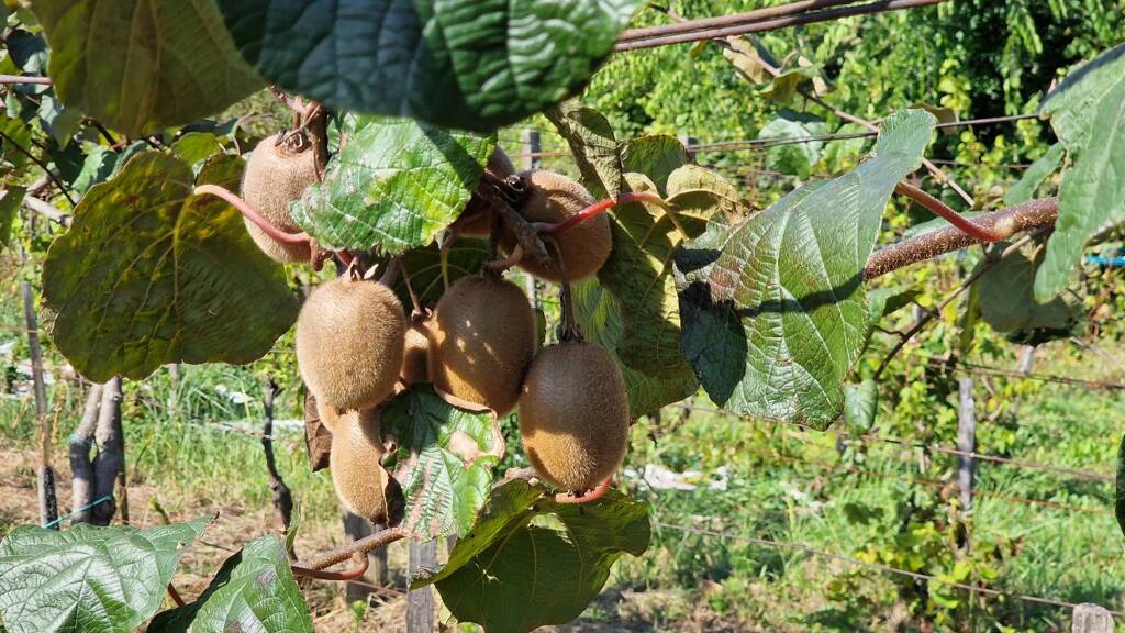 Grundstück zum Kauf 21.500 € 3.200 m² Grundstück Szentgyörgyvár 8393