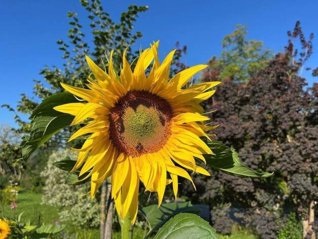 Wohnung zum Kauf 345.000 € 3 Zimmer 83 m² EG Mattighofen 5230