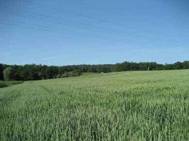 Landwirtschaftliche Fläche zum Kauf Gondorf Kobern-Gondorf 56330