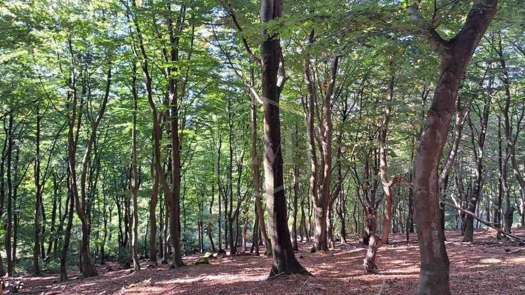 Forstwirtschaft zum Kauf 410.000 € 192.282 m² Grundstück Zentrum Iserlohn 58636