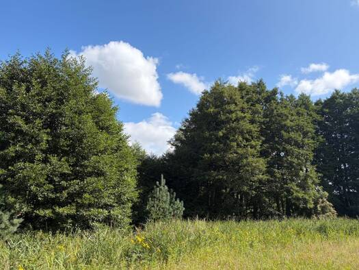 Forstwirtschaft zum Kauf 110.000 € 107.117 m² Grundstück Groß Görnow Sternberg 19406