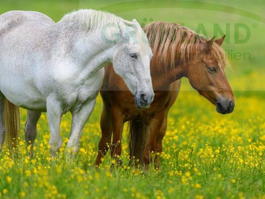 Reiterhof zum Kauf 2.900.000 € Falkensee 14612